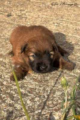 Berger des Pyrenees à poil long