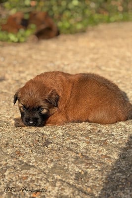Les chiots de Berger des Pyrenees à poil long