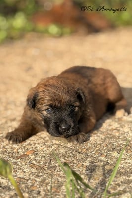 Les chiots de Berger des Pyrenees à poil long