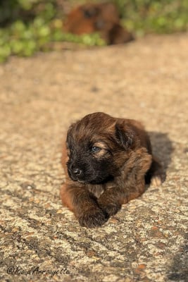 Les chiots de Berger des Pyrenees à poil long