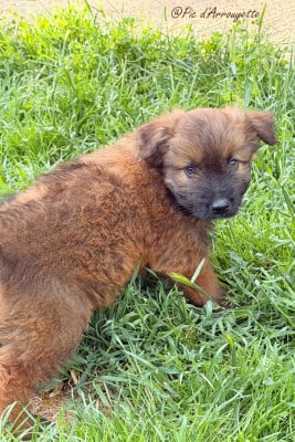 Les chiots de Berger des Pyrenees à poil long