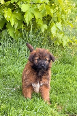 Les chiots de Berger des Pyrenees à poil long