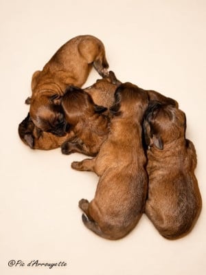 Les chiots de Berger des Pyrenees à poil long