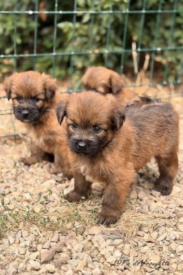 Les chiots de Berger des Pyrenees à poil long