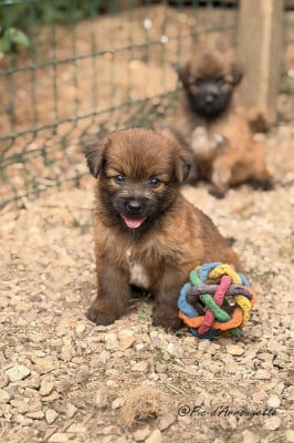 Les chiots de Berger des Pyrenees à poil long