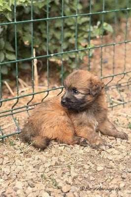 Les chiots de Berger des Pyrenees à poil long