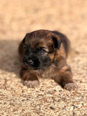 Chiot N°2 - Berger des Pyrenees à poil long