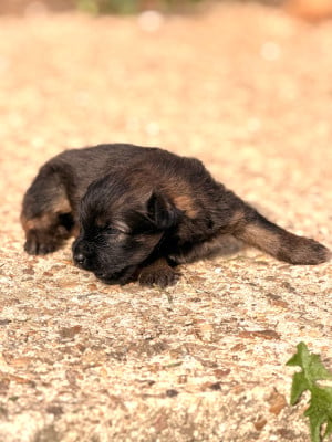 Chiot N°4 - Berger des Pyrenees à poil long
