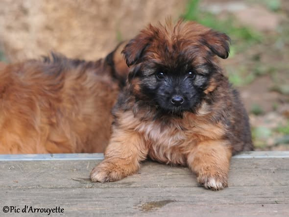 Berger des Pyrenees à poil long