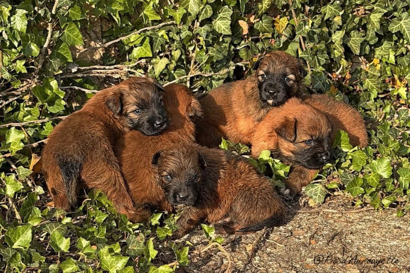 Berger des Pyrenees à poil long - du Pic d'Arrouyette