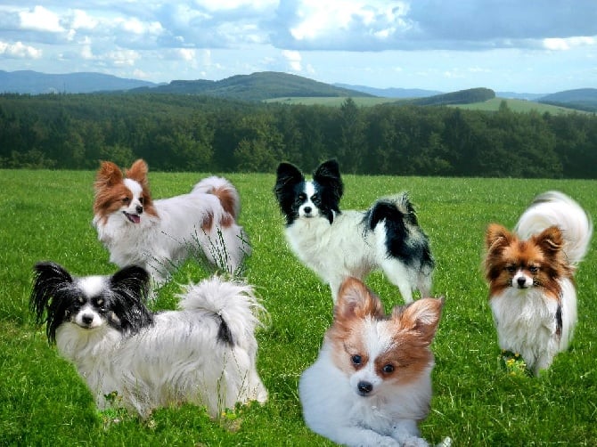 Accueil Elevage De La Mascotte Des Albères Eleveur De