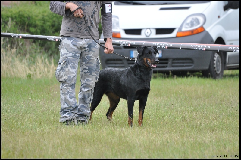 Houfti du regard mordant - Ouverte Femelle - Cotation 4