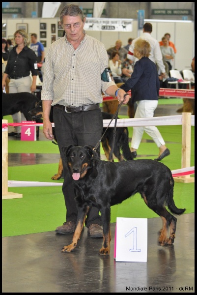 Houfti du regard mordant - Ouverte Femelle - 1ere Exc