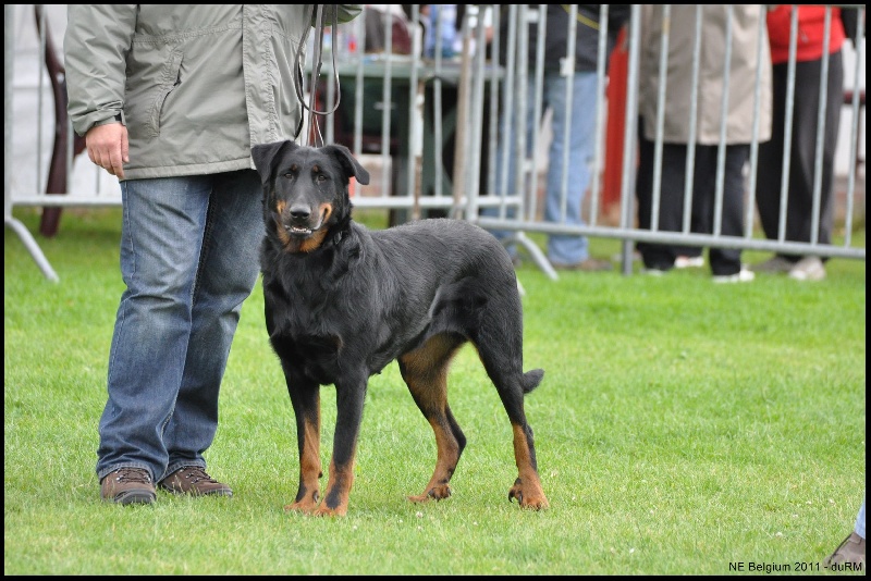 Houfti du regard mordant - Elevage Femelle - TB