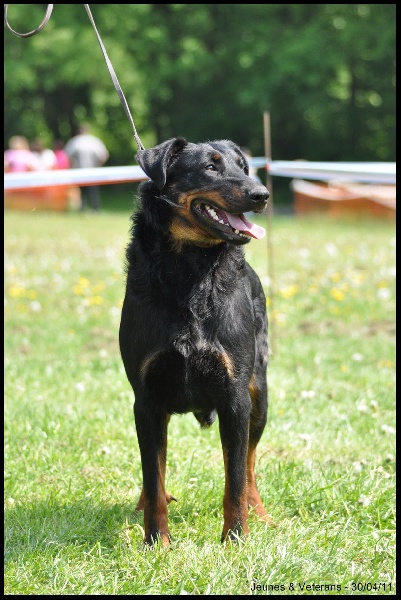 Houfti du regard mordant - Classe Reproducteur - 1ere Exc