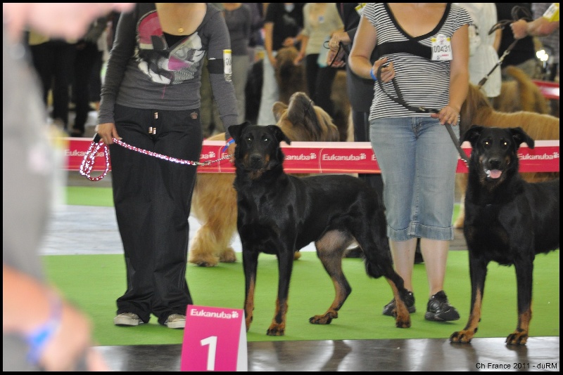 Houfti du regard mordant - Ouverte Femelle - Exc