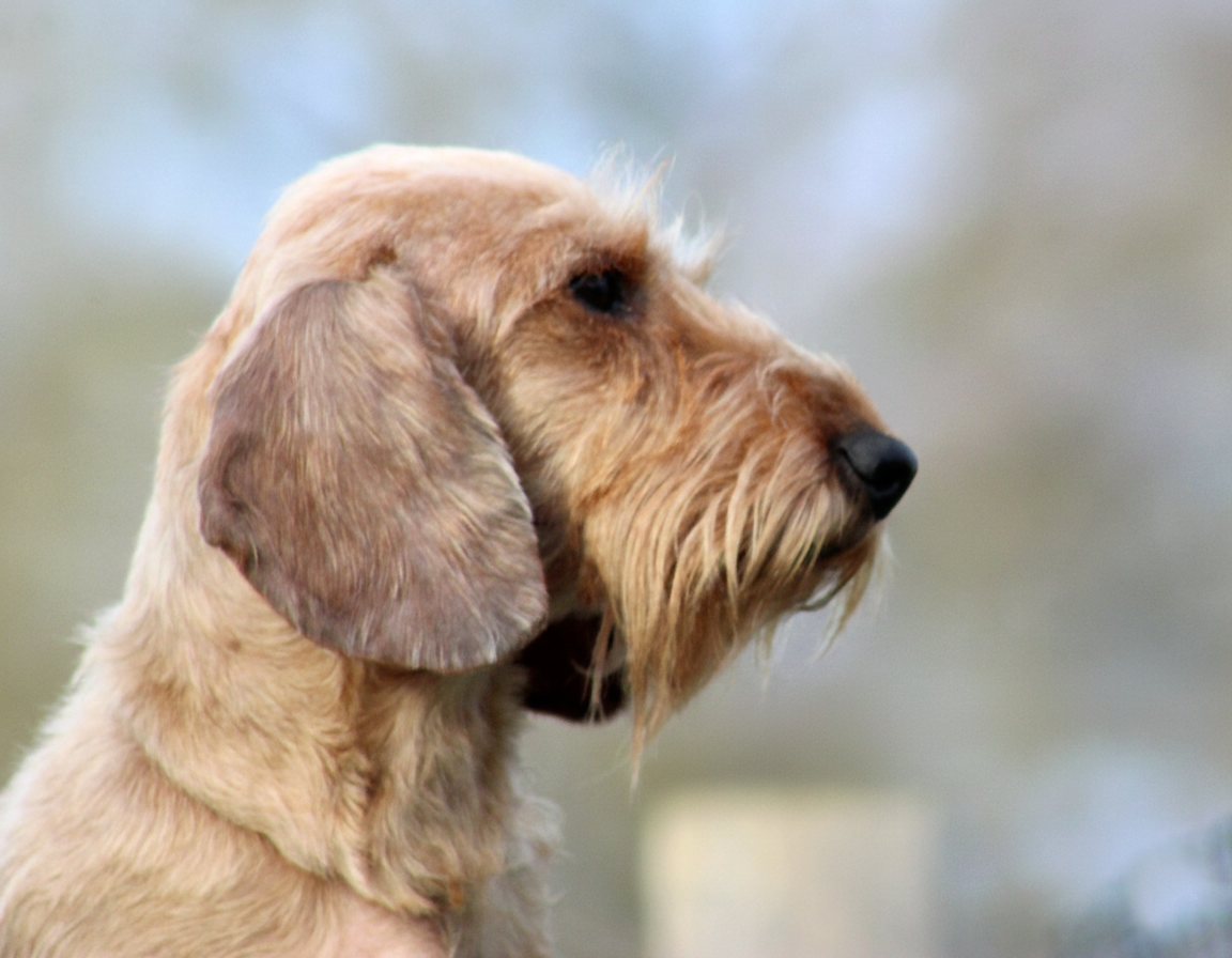 Tyrannic Una reinita