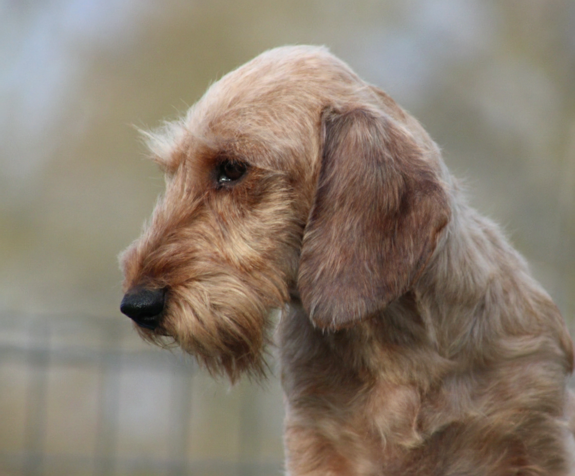 Tyrannic Una reinita