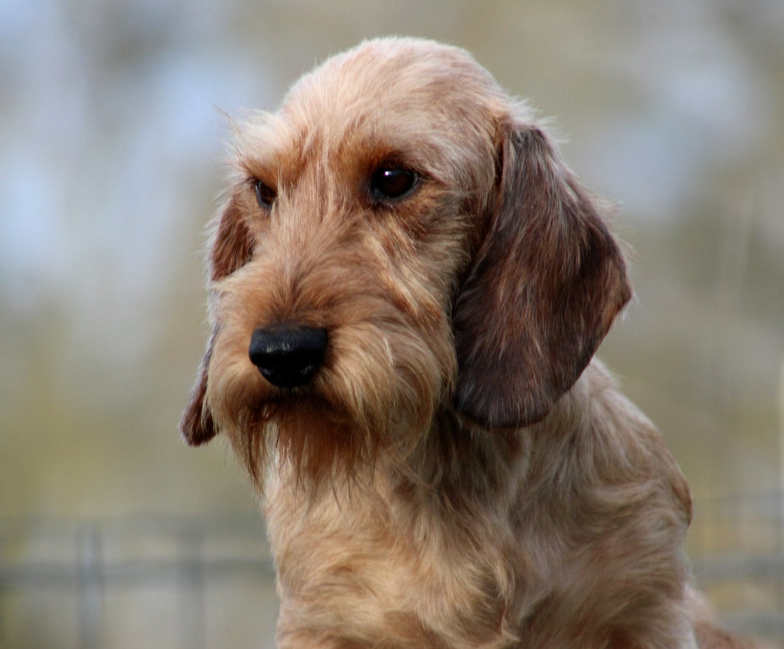 Tyrannic Una reinita