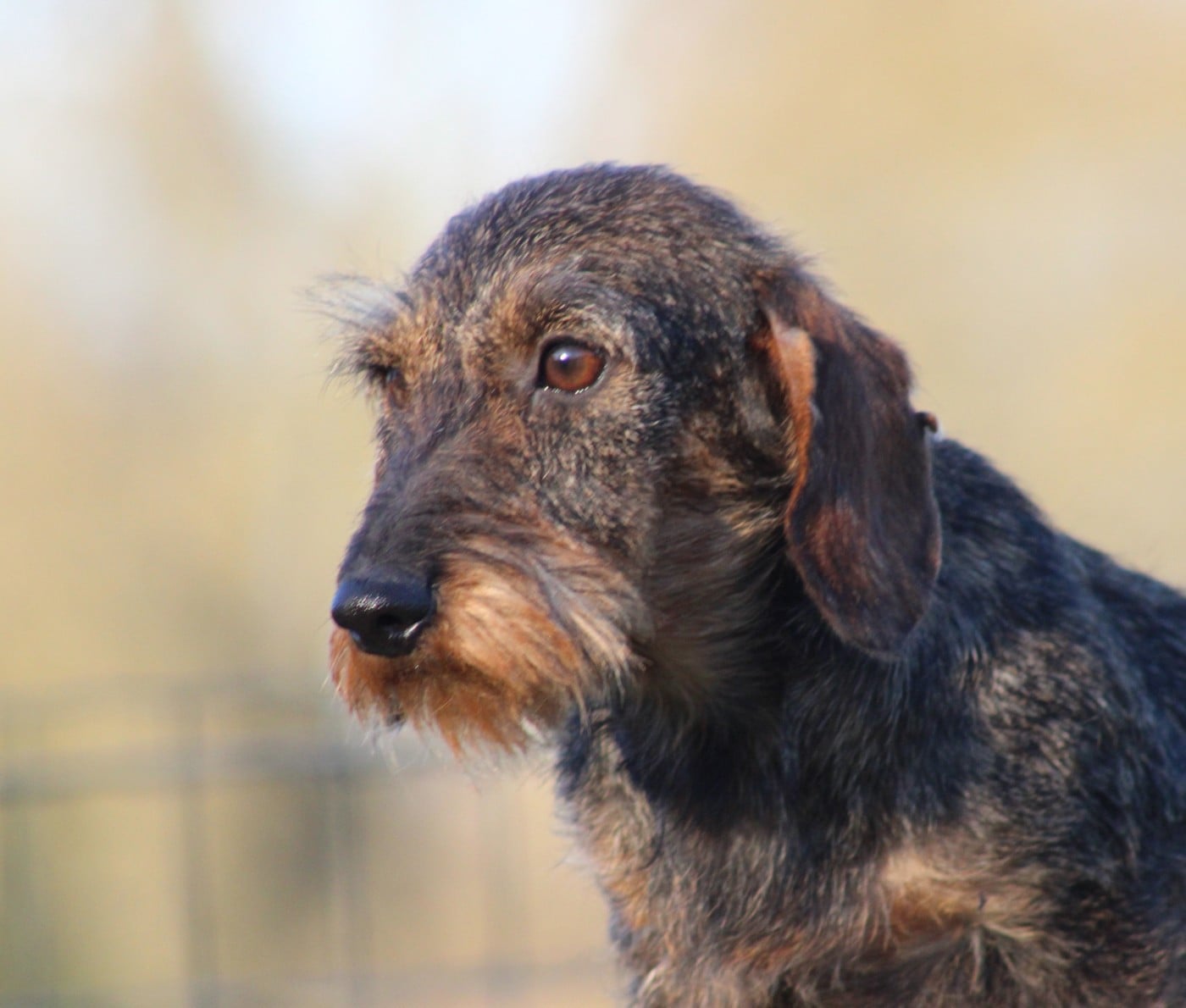 Véritas Des Chasseurs Du Temps