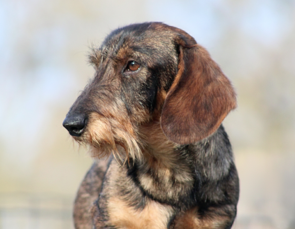 almarxils El principe