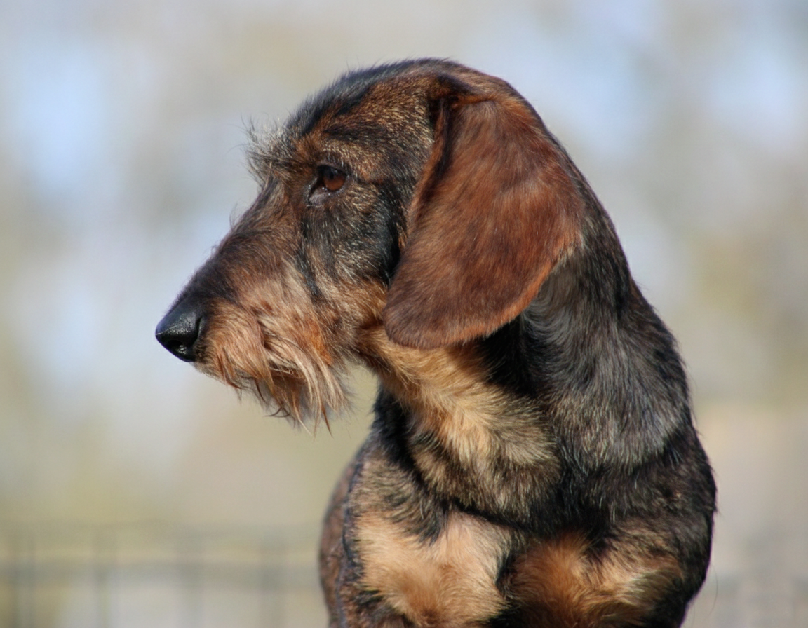 almarxils El principe