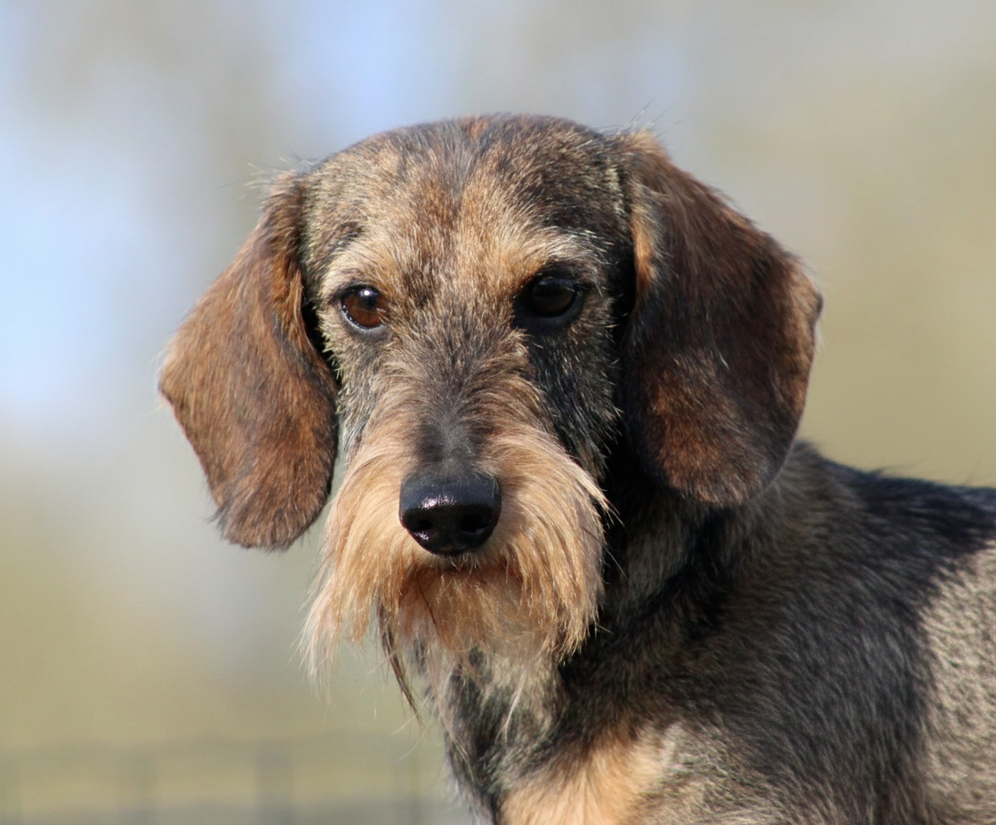 Ilex Auréu's Urrikan