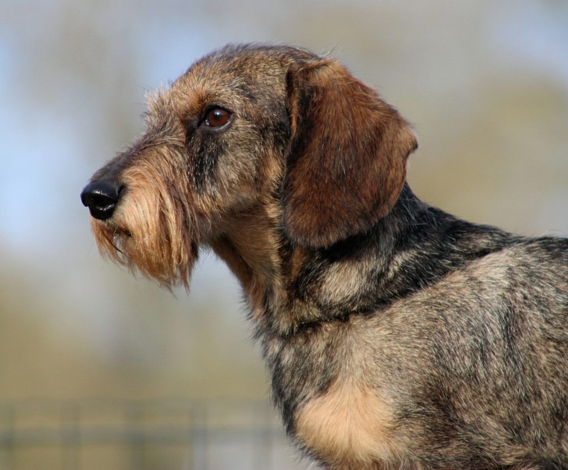 Ilex Auréu's Urrikan