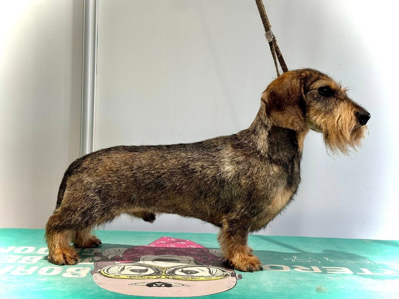 Ilex Auréu's Urrikan