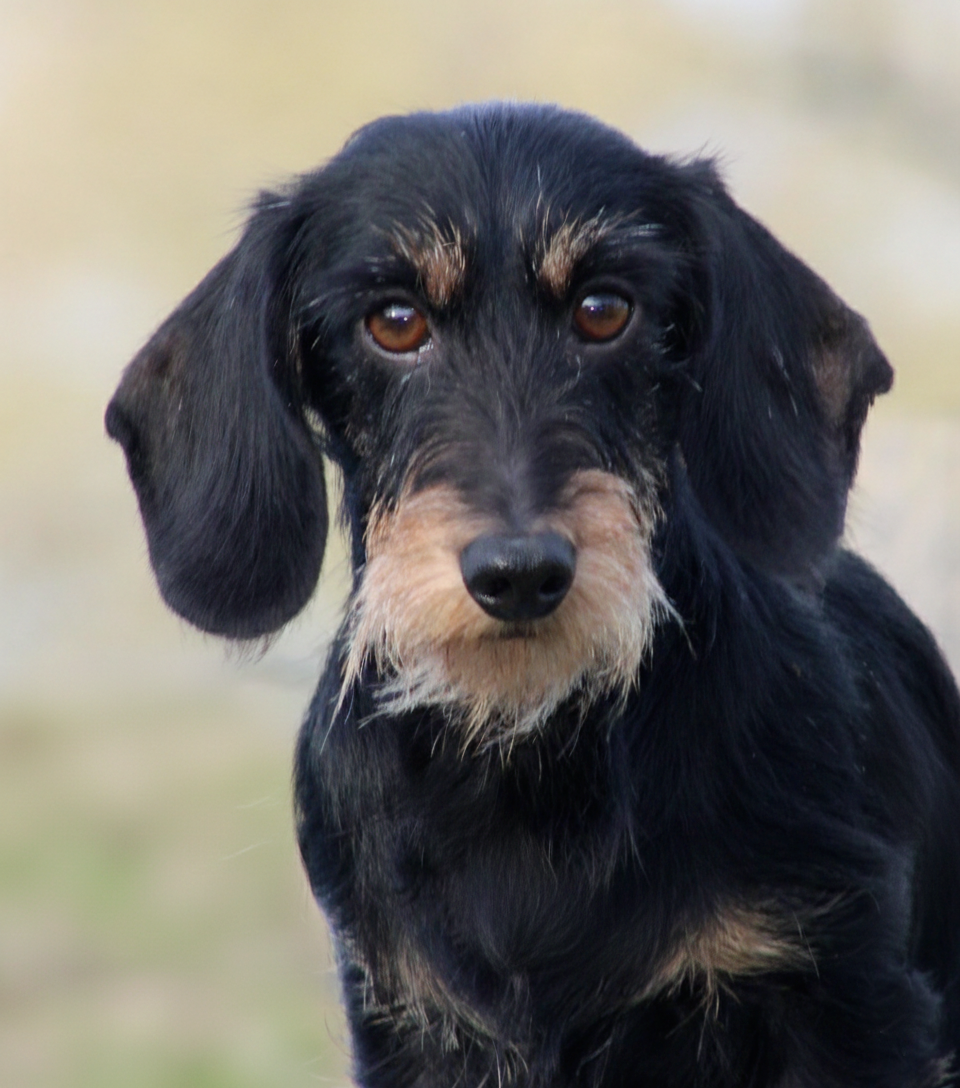 CH. Ilex Auréu's Sabactès