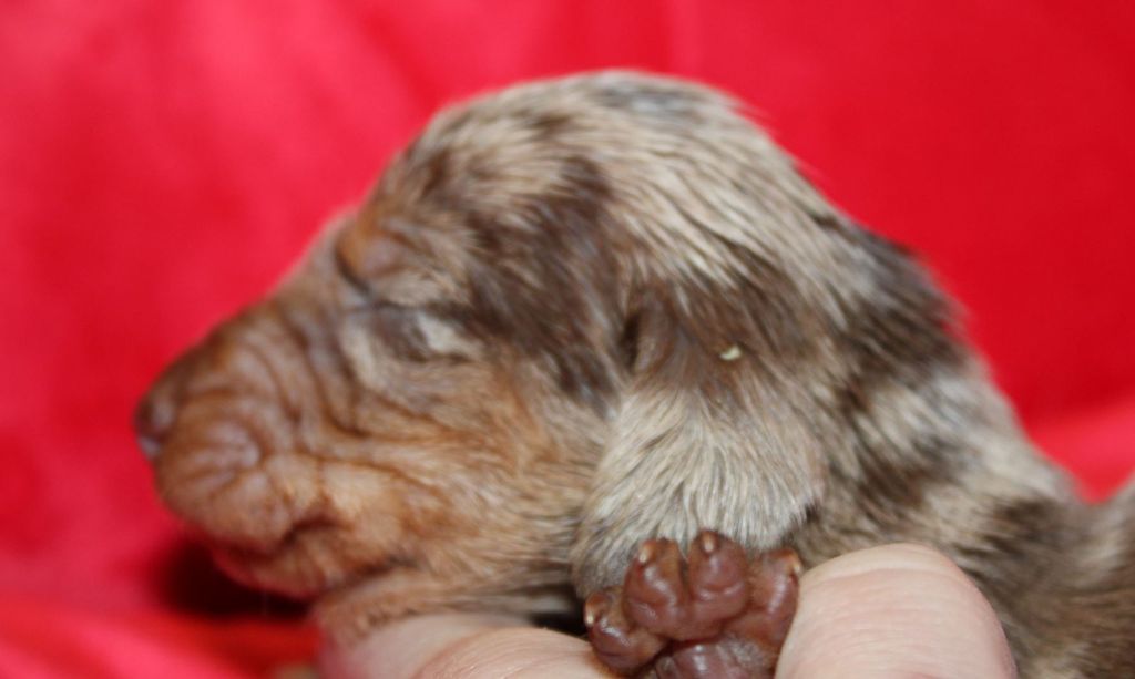 Arlequine Chocolat - Taille Standard