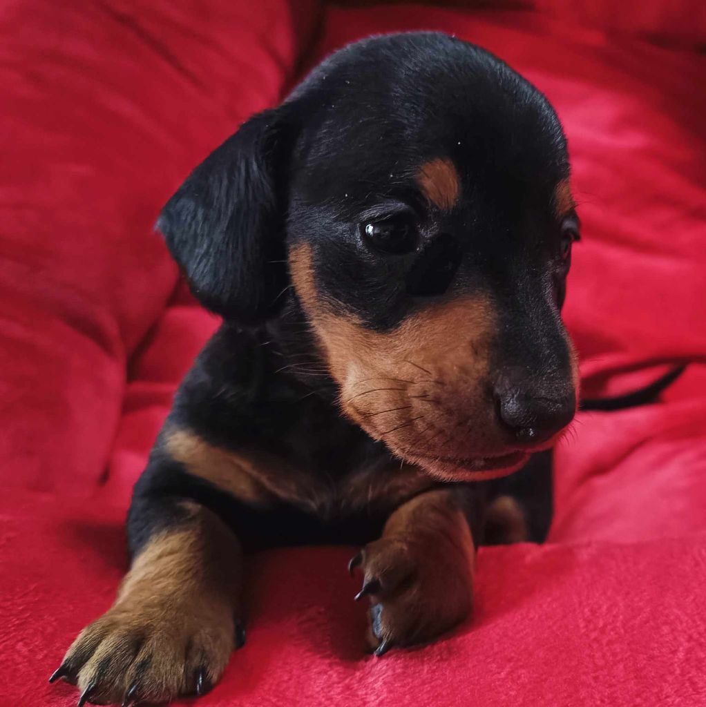 Noir et feu - Taille nain