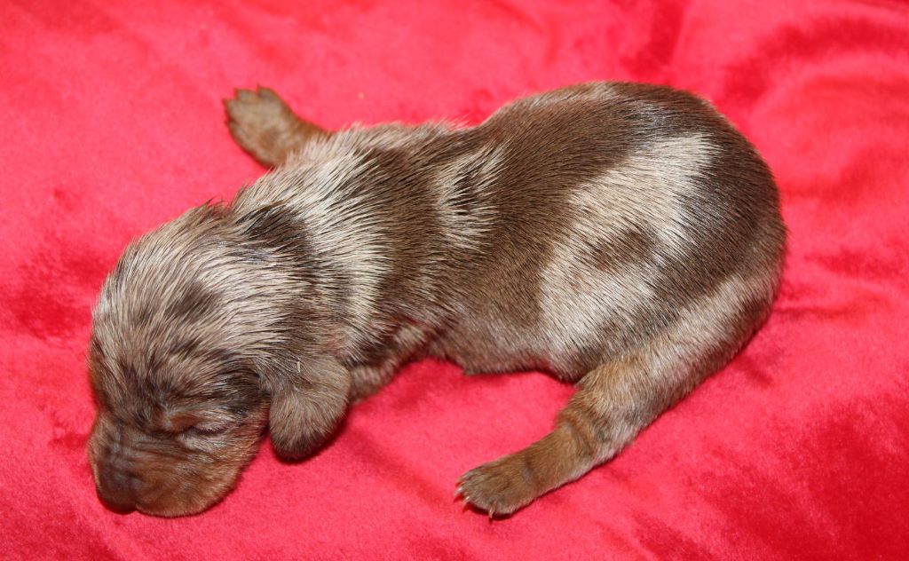 Arlequine Chocolat - Taille Standard