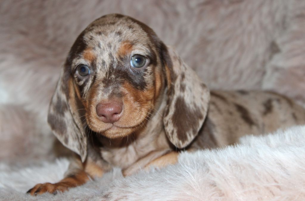 Arlequine chocolat - Taille Standard