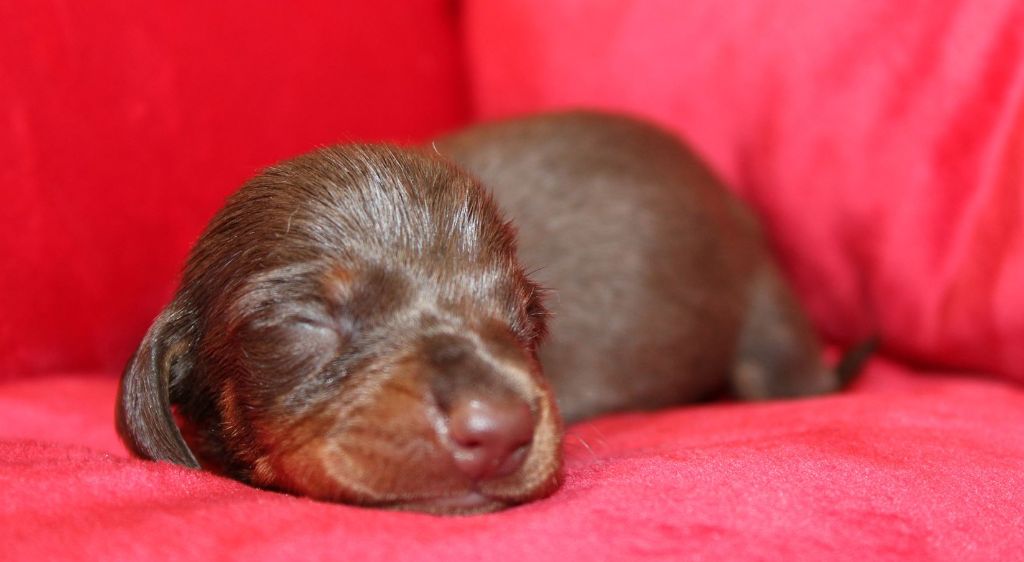 Chocolat et feu - Taille Standard