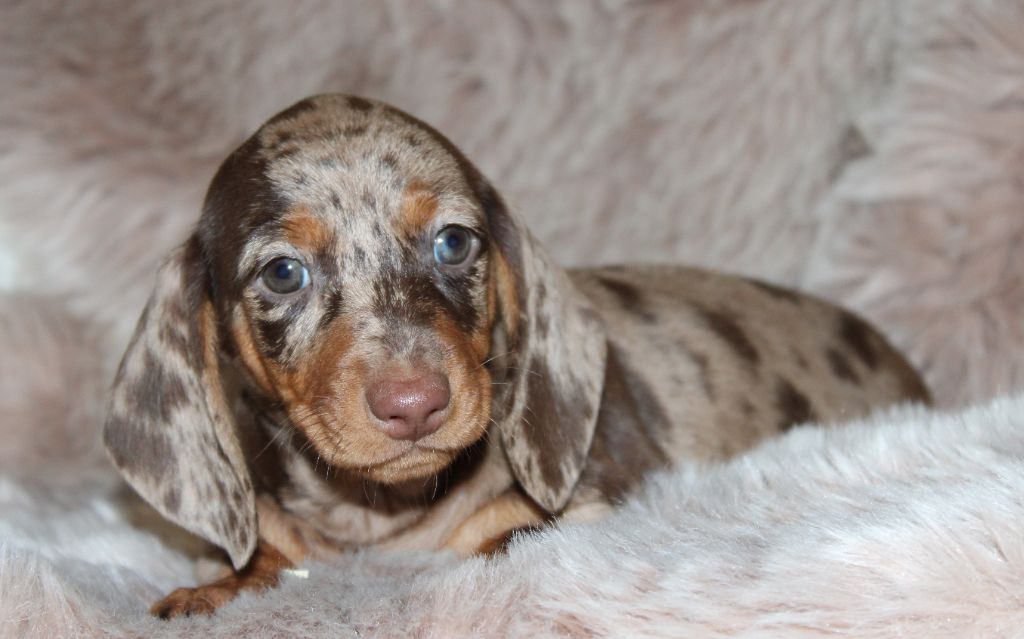 Arlequine chocolat - Taille Standard