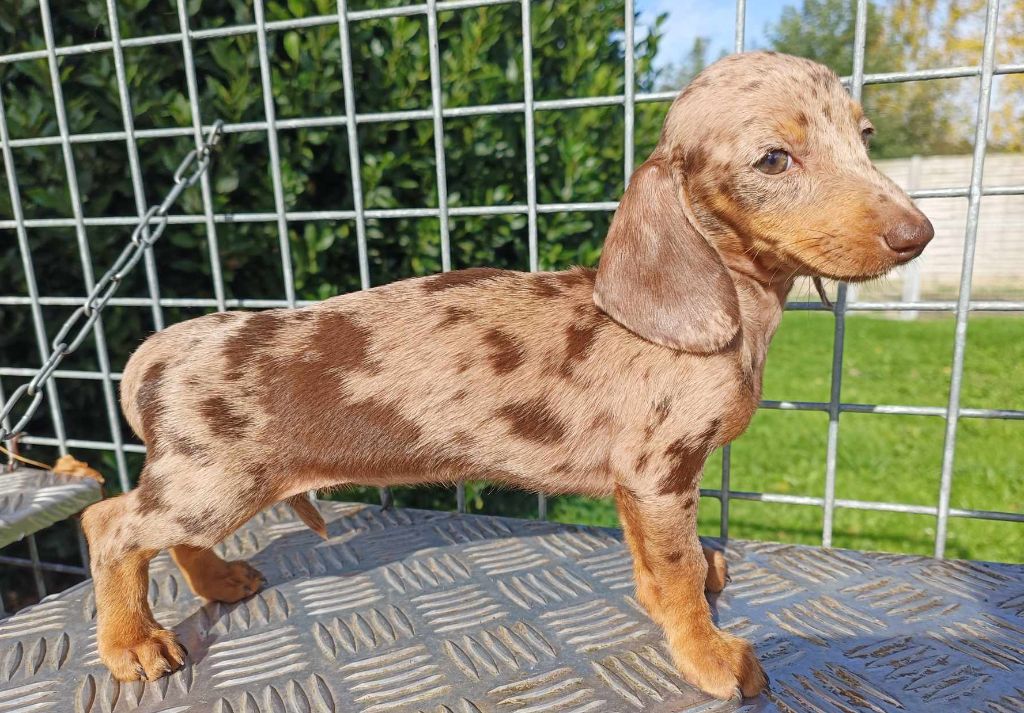 Arlequine chocolat - Taille standard