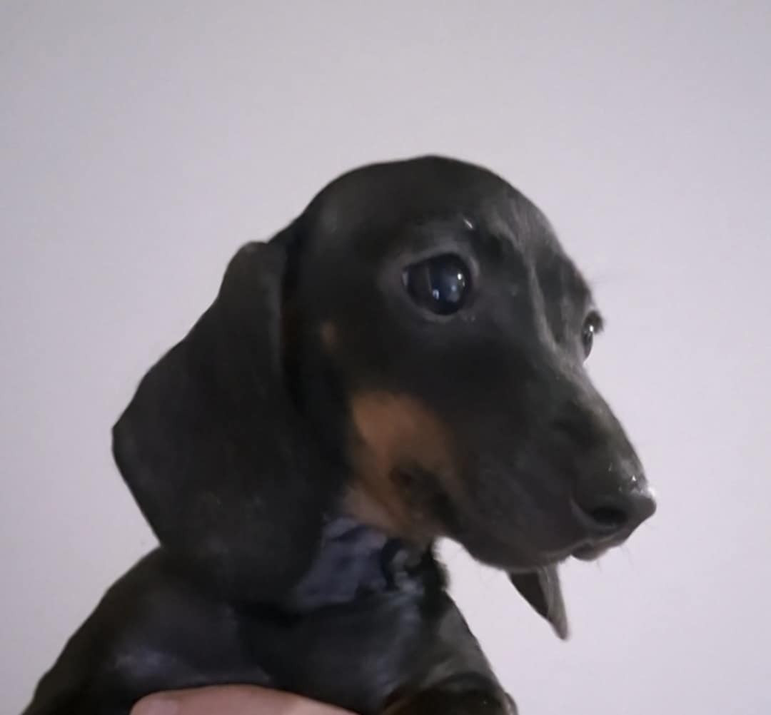 A'Live - Taille Petite naine / kaninchen