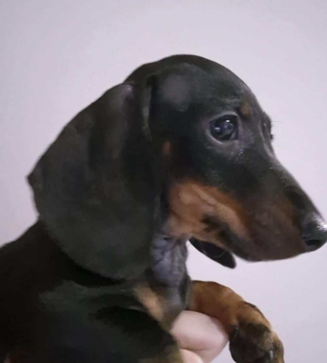 A'Live - Taille Petite naine / kaninchen