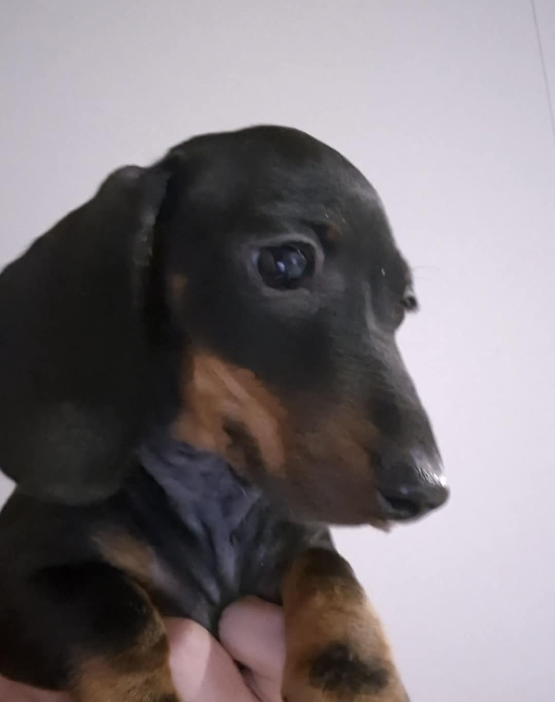 A'Live - Taille Petite naine / kaninchen