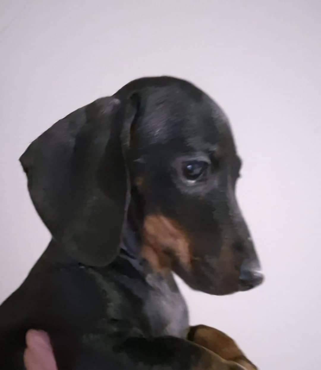 Antenne - Taille naine