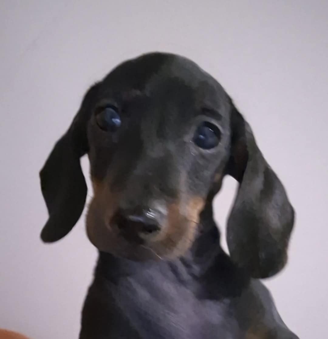 Antenne - Taille naine