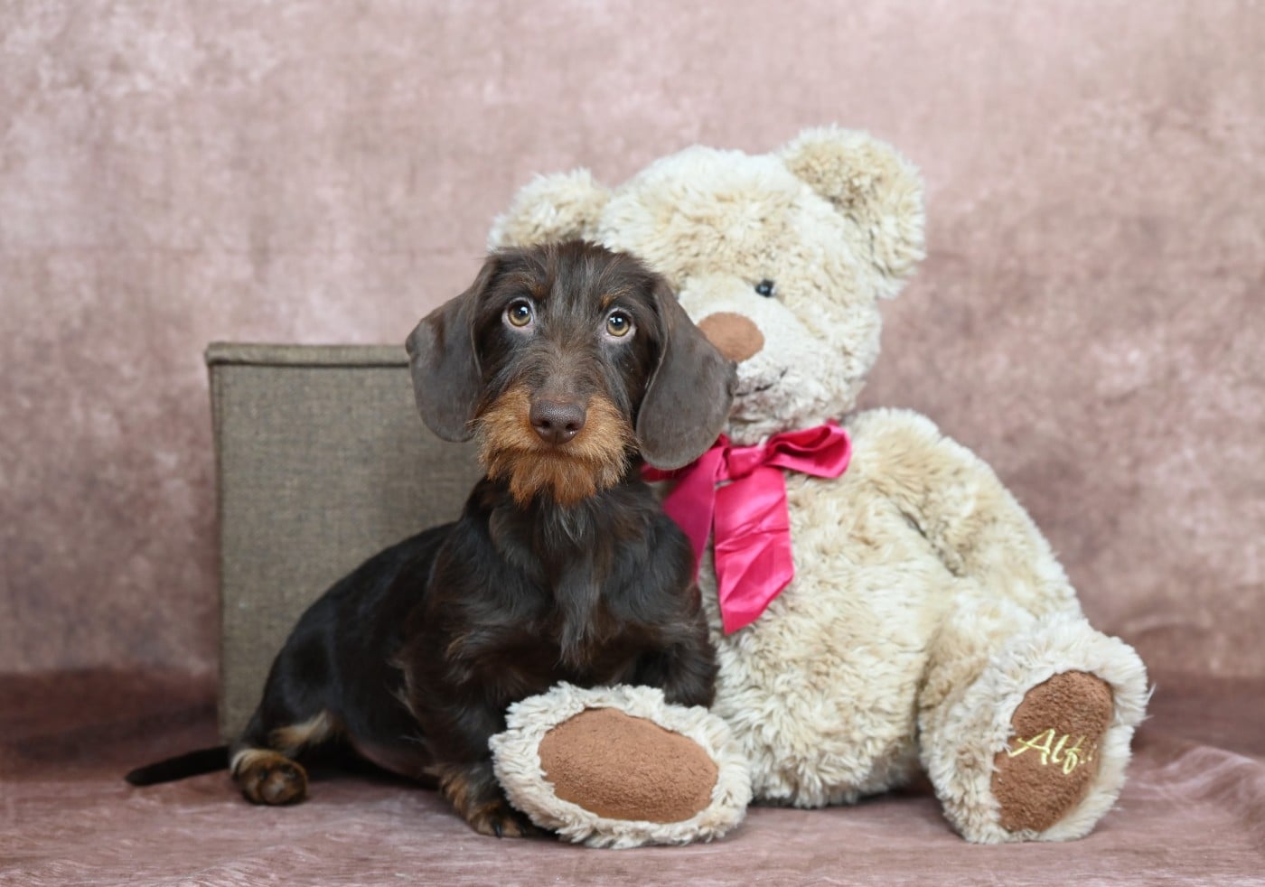 Chiot Teckel poil dur