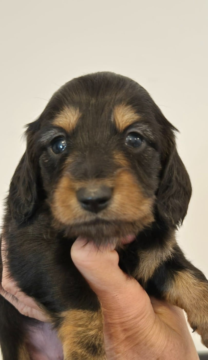 Femelle noire et feu - Taille naine