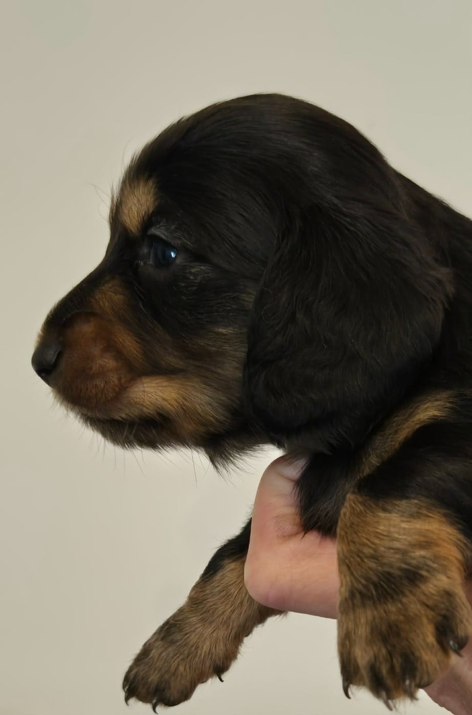 Femelle noire et feu - Taille naine