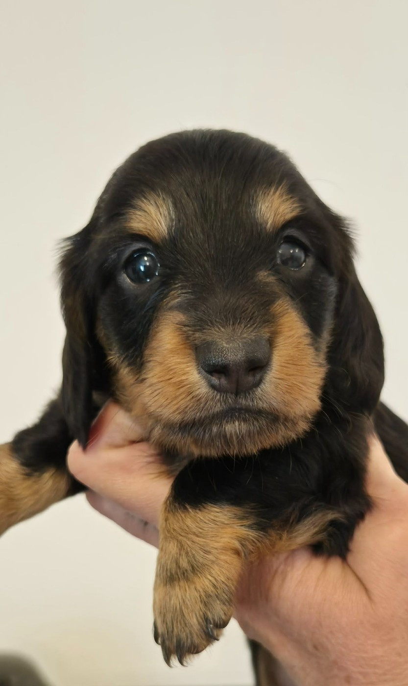 Femelle noire et feu - Taille naine