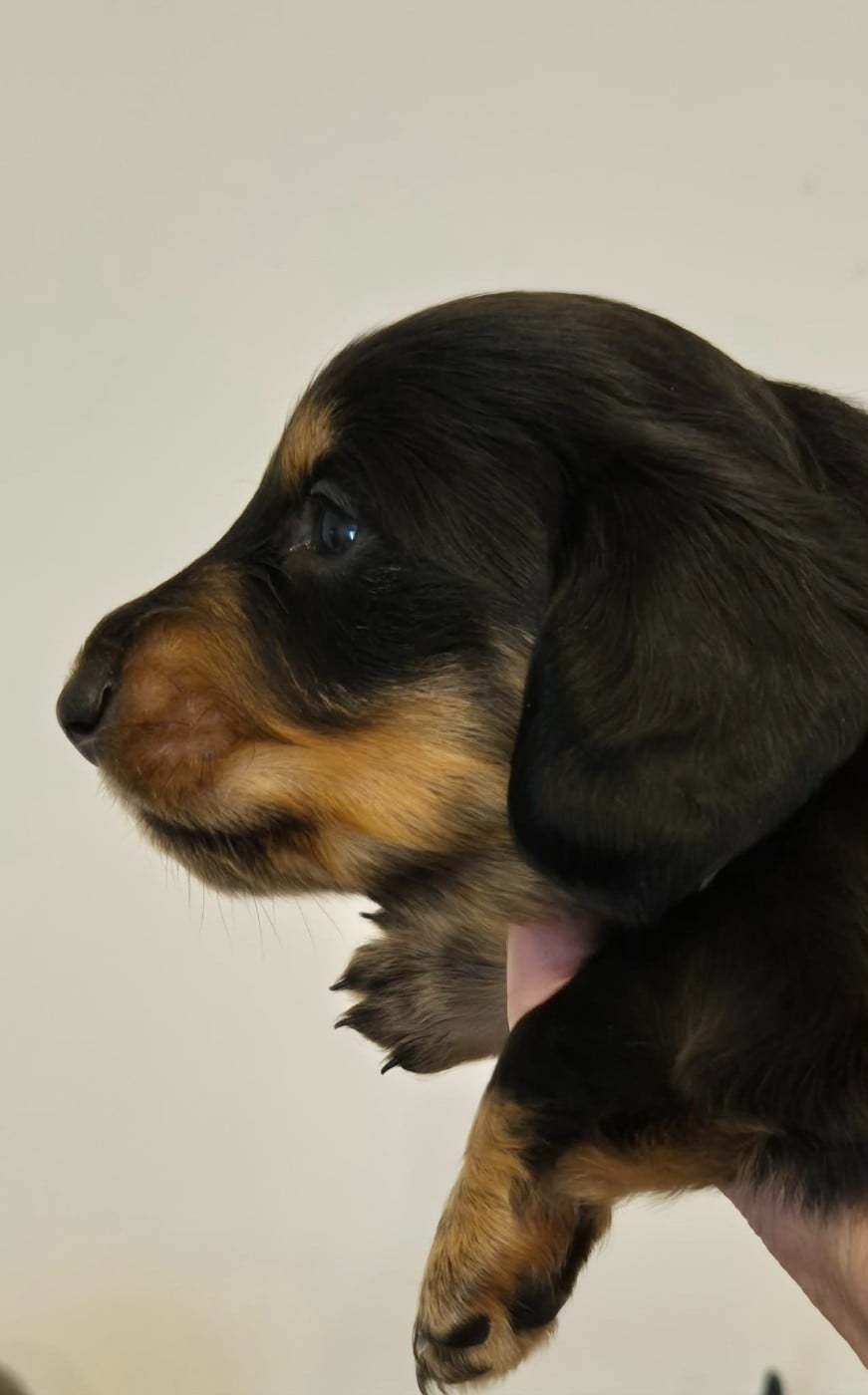 Femelle noire et feu - Taille naine