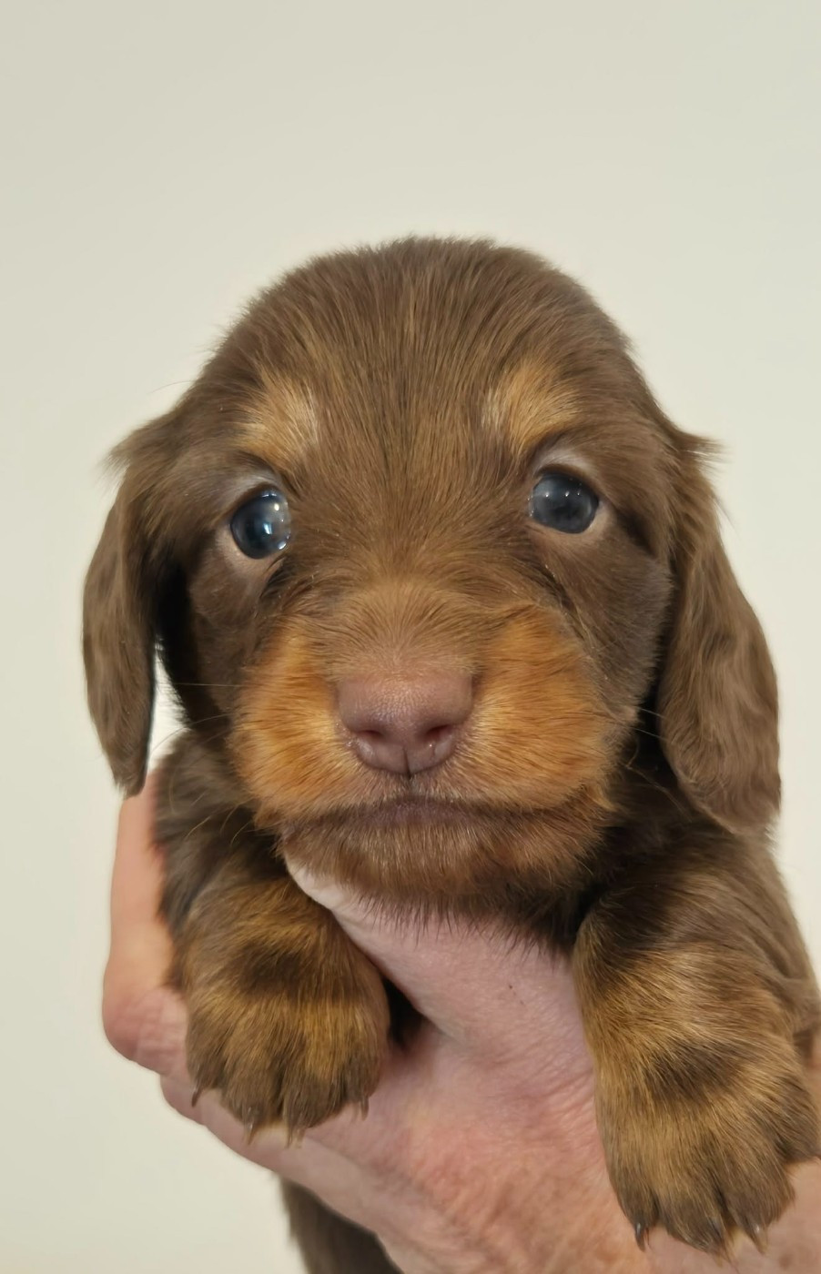Femelle chocolat et feu - Taille naine