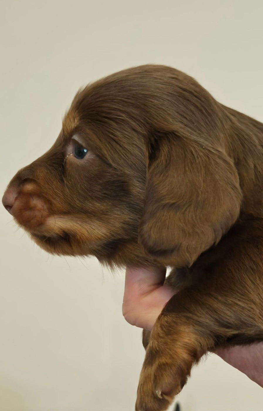 Femelle chocolat et feu - Taille naine