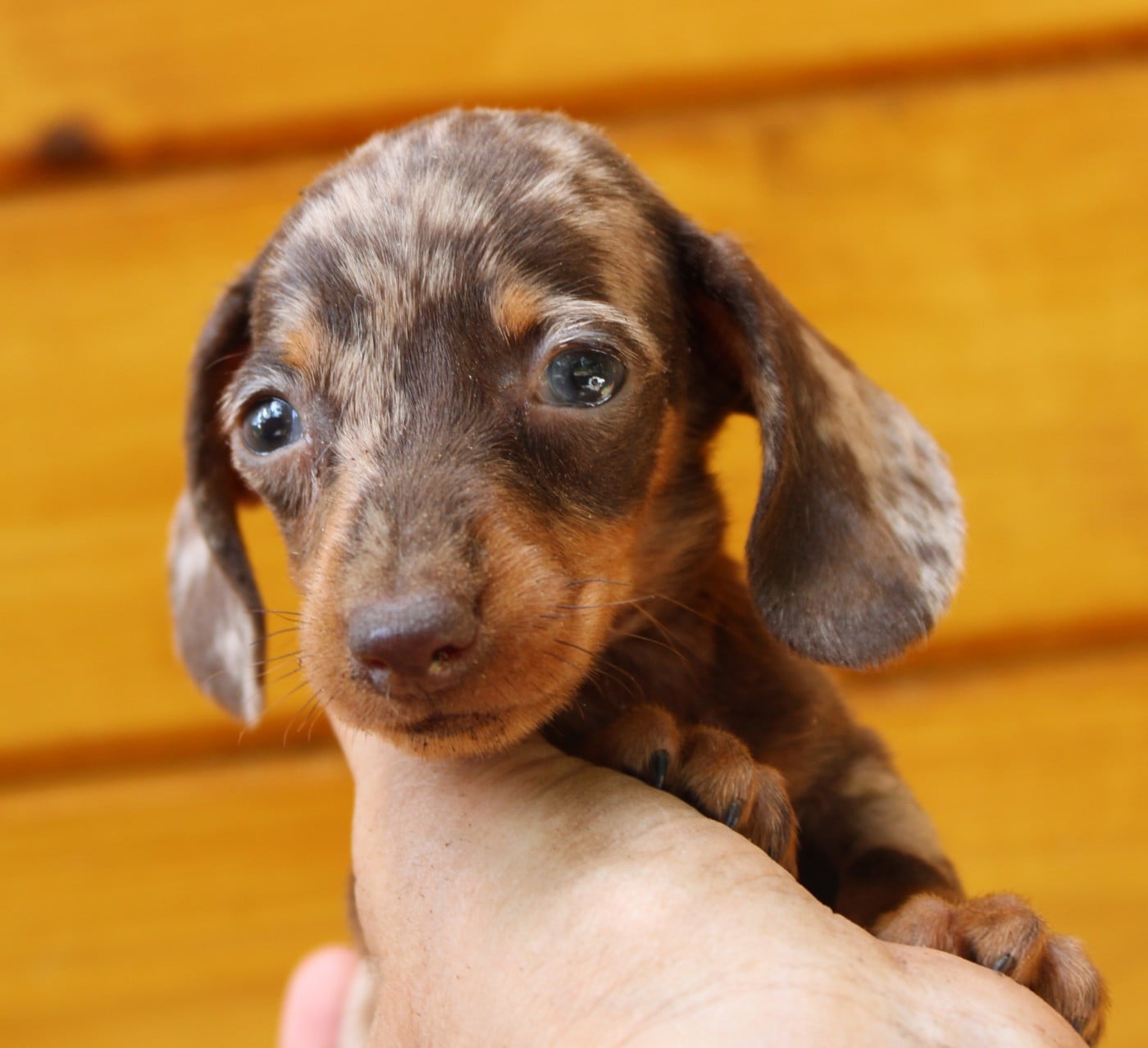 Truffle